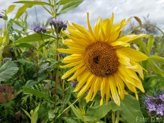 Zonnebloem in een veld vol bloemen - Blogout