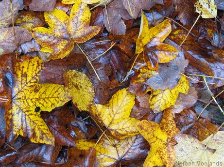 Herfstbladeren bedekken het pad    - Blogout