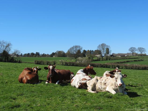 Koeien, graslanden en heggen nabij Raeren. - Blogout