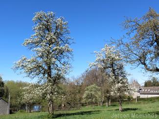 Bloeiende fruitbomen in Eynatten. - Blogout