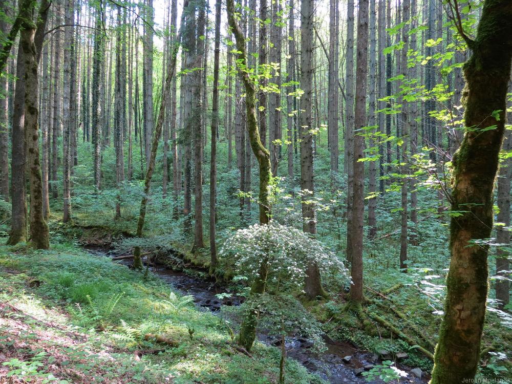 Het bos rond de Kr\:eppbaach - Blogout