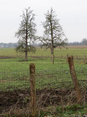 Hoogstamfruitbomen in een weiland buiten Oost-Maarland - Blogout