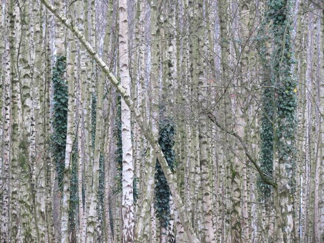 Berkenbosje aan de Belgische kant van Kattenroth - Blogout