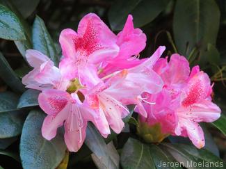 Een rhododendron die in november doet alsof het mei is - Blogout
