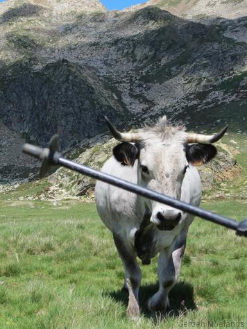 Een nieuwsgierige koe... of stier - Blogout