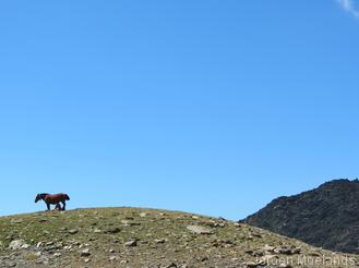 Paarden op 2600 meter - Blogout