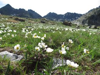 Pyreneese boterbloem - Blogout