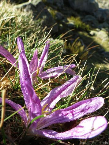 *Colchicum montanum*, verwant aan de herfsttijloos. - Blogout