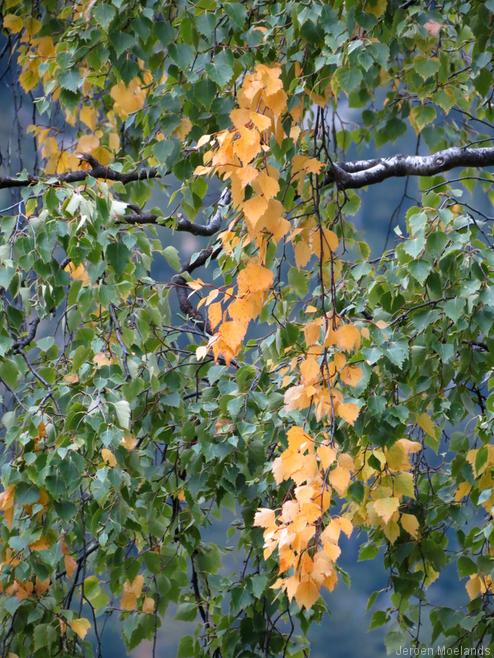 Een berk in eerste herfstkleuren. - Blogout