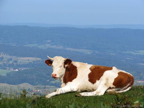 Ook een koe wil uitzicht bij het herkauwen. - Blogout
