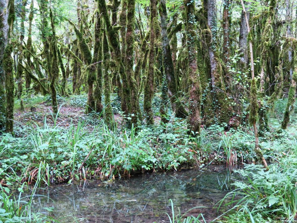 Met mos bedekte boomstammen aan de oever van de Valserine. - Blogout