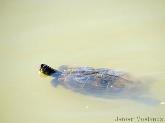 Een zwemmend reptiel in de wateren bij Maastricht, maar geen mosasuarus. - Blogout