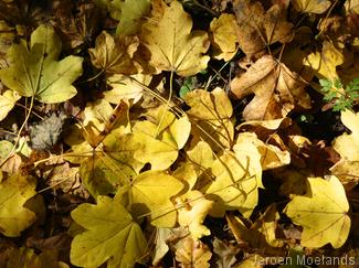 Esdoornblad in herfstkleur. - Blogout