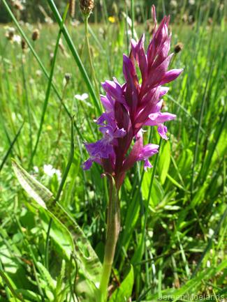 Brede orchis. - Blogout