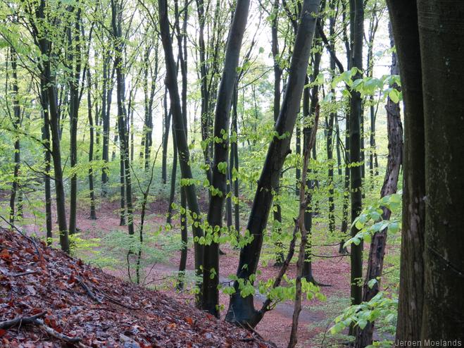 Achter de bomen ligt de Betuwe - Blogout