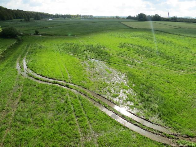 Grasland langs de Nederrijn - Blogout