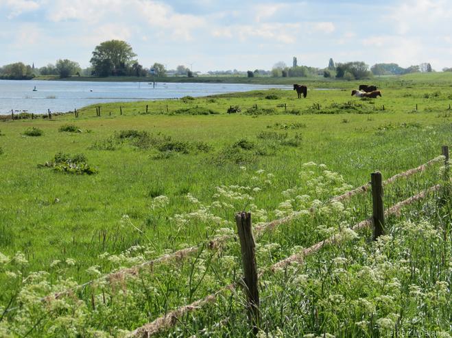 Onderlangs de Rijndijk - Blogout