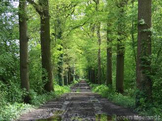 Laan op landgoed Loenen - Blogout