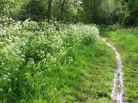 De zon breekt door in een groen paradijsje - Blogout