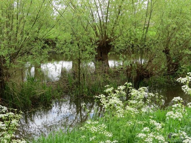 Natuursnipper aan de rand van Ravenstein - Blogout