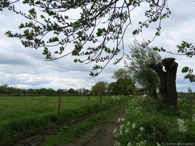 Wilgen en harde wind in de Wijstgronden - Blogout