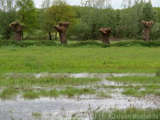 De Wijstgronden - Blogout