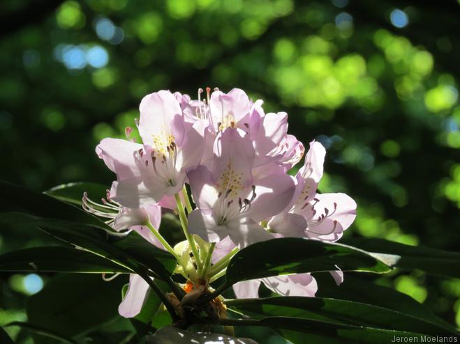Rhododendron - Blogout