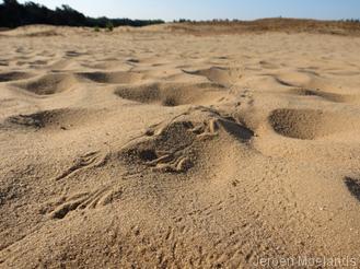 Diersporen in het zand - Blogout