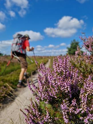 Struikheide - Blogout