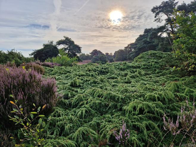 Heide en jeneverbessen op de Lemelerberg - Blogout