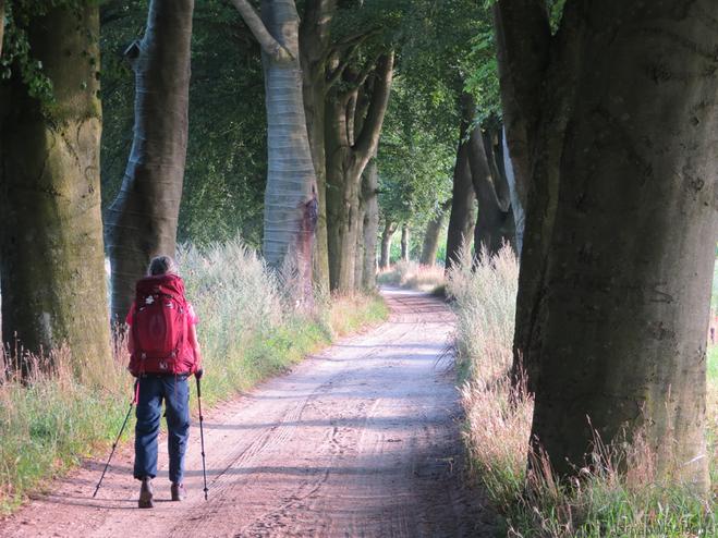 Na vijftig meter houdt de verharding op en lopen we langs dikke beuken - Blogout