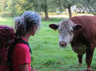 Oog in oog met een stier aan de rand van het bos - Blogout