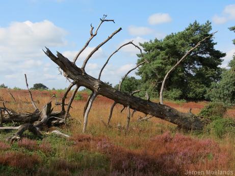 Op de Grote Koningsbelt - Blogout