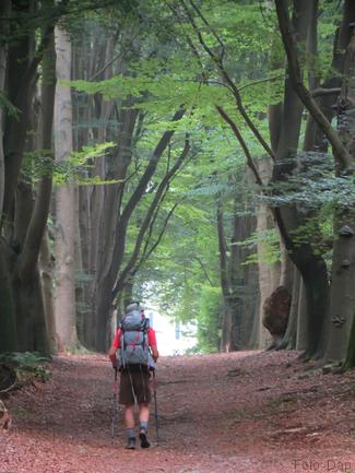 Laan op landgoed Eelerberg - Blogout