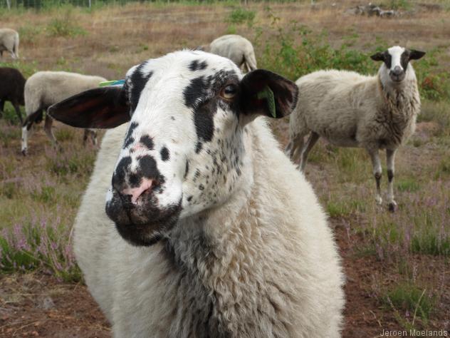 Schapen onderhouden de heide - Blogout