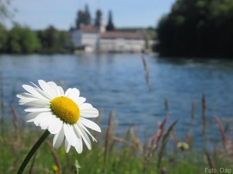 Foto vanuit de bloemenweide - Blogout