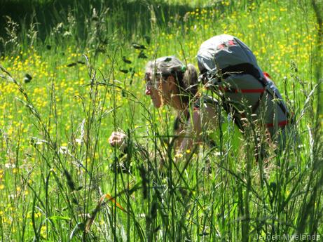 Dap maakt foto's in een bloemenweide - Blogout