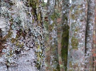 Beukenbos rond de Bildstein - Blogout