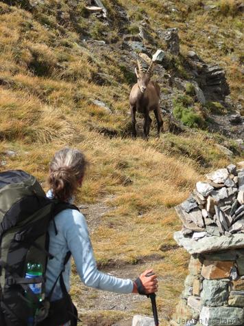 Steenbokken komen nieuwsgierig dichterbij op de Col de Nannaz - Blogout