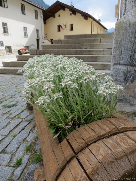 Edelweiss bij de kerk van Valgrisenche - Blogout