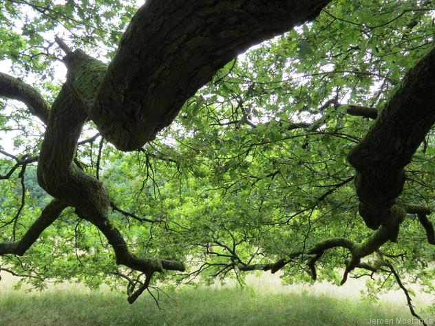 Het pad gaat onder lange, hangende takken van eikenbomen door - Blogout