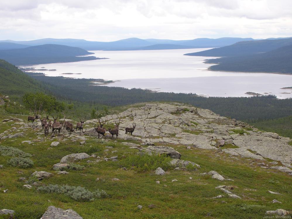 Een kleine kudde rendieren, vlak boven de boomgrens met op de achtergrond het stuwmeer Tjaktjajávre. - Kungsleden wandelpad - Wandelen in Lapland - Wandelen in Zweden - Jeroen Moelands