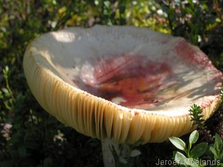 Je vind veel soorten paddenstoelen langs het pad, vooral in de bosrijke delen. - Kungsleden wandelpad - Wandelen in Lapland - Wandelen in Zweden - Jeroen Moelands