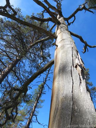 Een boomlijk in de dennenbossen nabij Saudal. - Kungsleden wandelpad - Wandelen in Lapland - Wandelen in Zweden - Jeroen Moelands