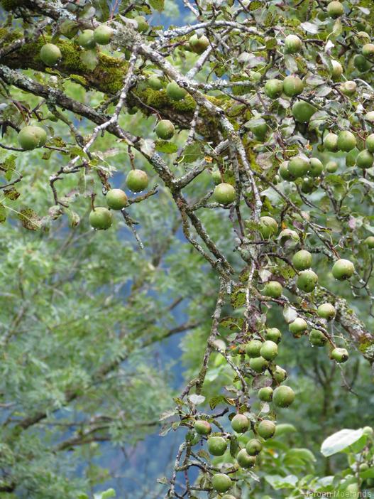 Vlak voor Reyvroz staan appelbomen - Blogout