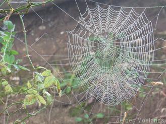 Spinnenweb in de mist - Blogout