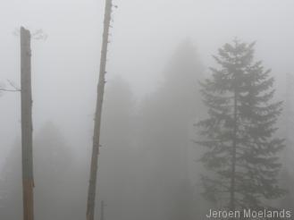 Fijnsparren in de mist - Blogout