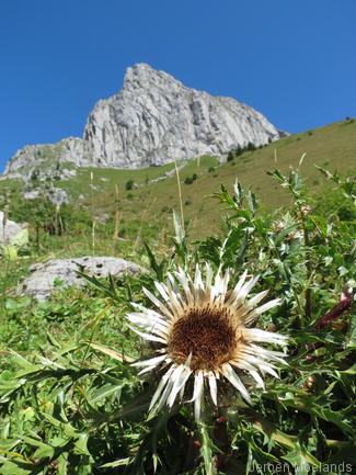 Zilverdistel met de wand van de Cornettes de Bise op de achtergrond - Blogout