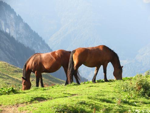 Grazende paarden op de Col de Golèse - Blogout