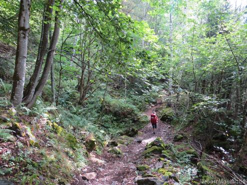 Door het bos op weg naar Les Houches - Blogout